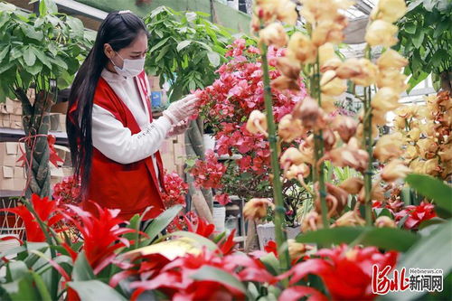 唐山開(kāi)平 基地 市場(chǎng)發(fā)展花卉產(chǎn)業(yè)鳳凰網(wǎng)河北 鳳凰網(wǎng)