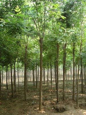 國槐小苗,1-3公分國槐小苗數(shù)十萬株直銷中_山東祥宸苗木種植基地_95供求網