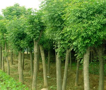 河北白蠟|速生白蠟|白蠟小苗價(jià)格|優(yōu)質(zhì)白蠟供應(yīng)