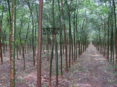 耐寒苗木、北欒、垂柳、旱柳、國槐圖片