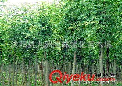 批發華山松,羅漢松,雪松,規格全,貨源足。-沭陽縣九洲園林綠化苗木場提供批發華山松,羅漢松,雪松,規格全,貨源足。的相關介紹、產品、服務、圖片、價格沭陽縣九洲園林綠化苗木場、花卉苗木;苗木種子;景觀木屋