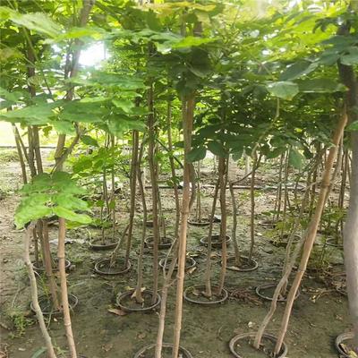 紫藤產業：廠家直銷、生產基地與園林綠化的完美結合
