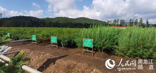 黑龍江省林草局召開現(xiàn)場(chǎng)推進(jìn)會(huì) 以花卉種植為支點(diǎn)，撬動(dòng)產(chǎn)業(yè)興、職工富、生態(tài)美的新型林場(chǎng)建設(shè)