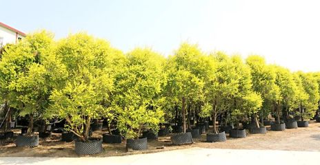 行情回暖，機(jī)遇與挑戰(zhàn)并存——深度解析苗木市場(chǎng)新趨勢(shì)與苗圃發(fā)展策略